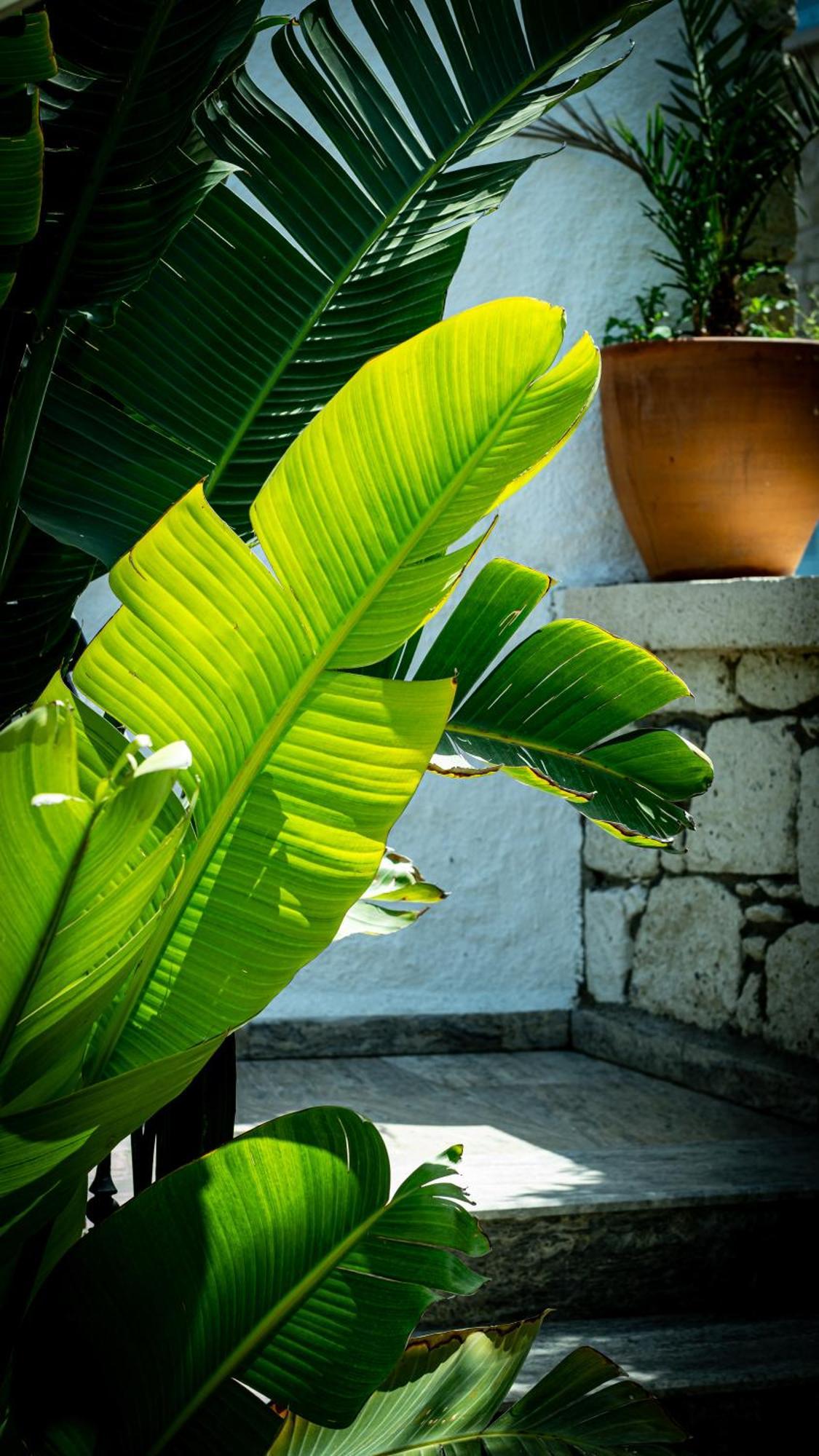 Pom Alacati Boutique Otel Çeşme Eksteriør billede
